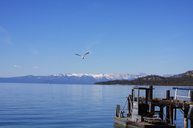 seabird-over-lake-tahoe seabird-over-lake-tahoe