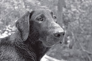 Best Text Boone_Eyes BWedited-1_edited-1 copy Loyal Friend