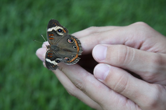 Butterfly in Hands